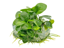 Zwerg-Speerblatt - Anubias barteri nana in vitro